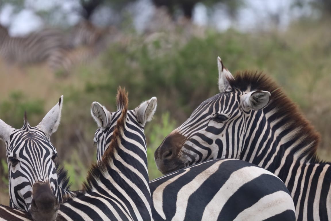 Zebras in Serengeti